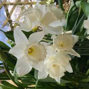 Mount Hood Daffodil  (Narcissus Mount Hood) Img 5